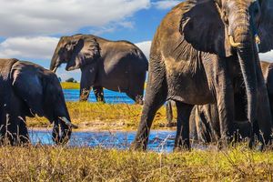 Actividad - Excursión al Parque Nacional Chobe