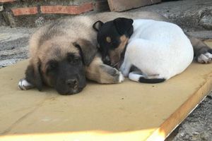 Alquiler Vacacional - Los Robles de Acebo rural house