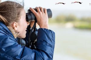 Actividad - Avistamiento de aves en la Carretera Austral