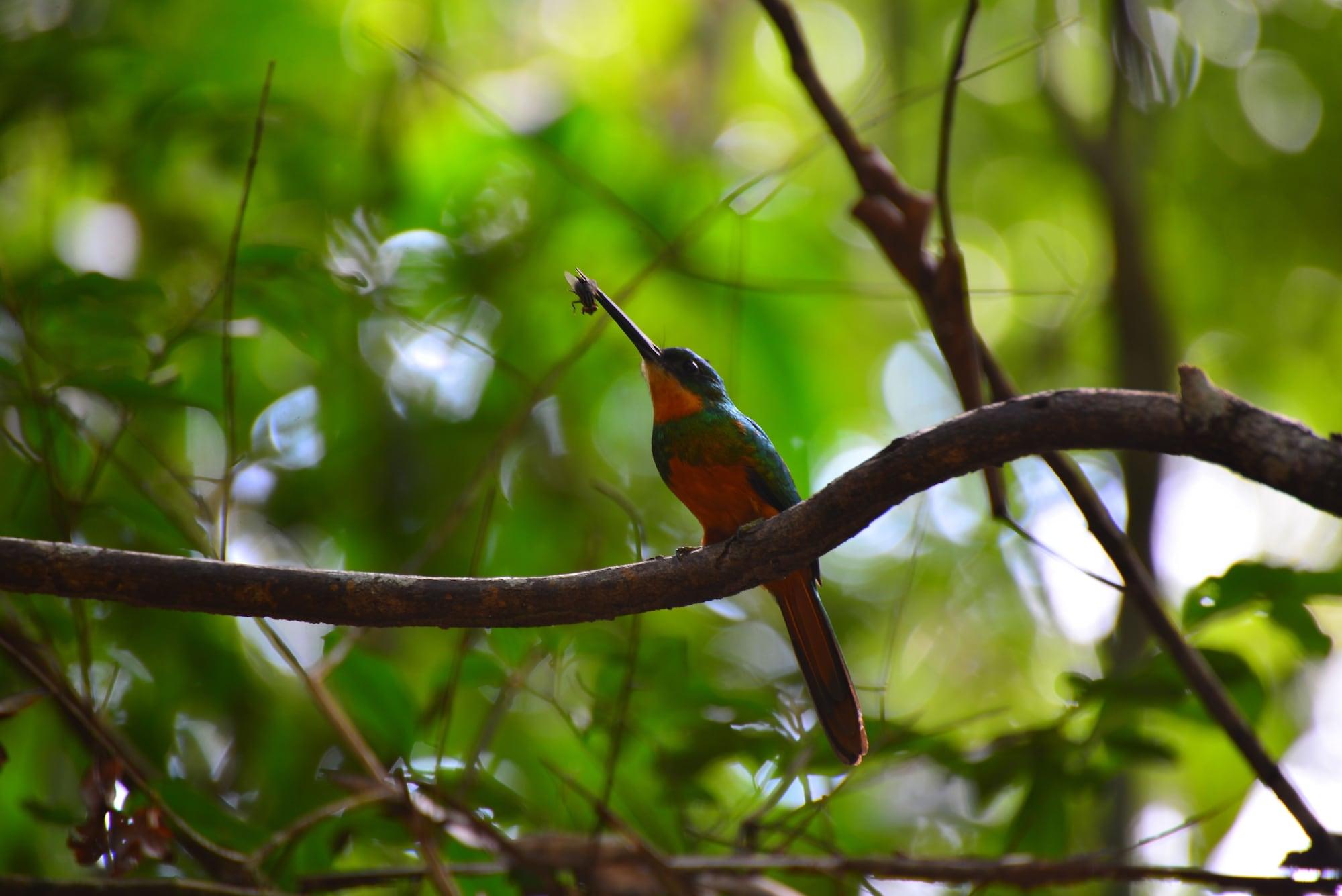 Equipamiento de Habitación Pousada do Gunga
