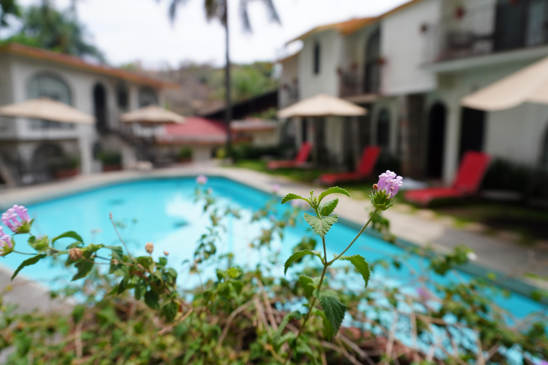 Vista Piscina Hotel Ilebal Cuernavaca Centro
