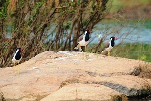 Actividad - Visita privada al Parque Nacional de Panna