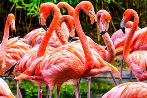 Actividad - Jardines de flamencos