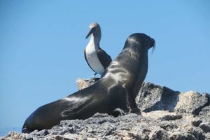 Actividad - Tour Isla Seymour Norte - Desde Santa Cruz