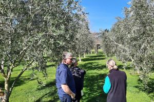 Actividad - Visita gastronómica y a la bodega Martinborough