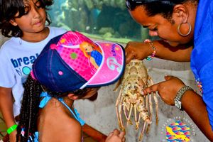 Actividad - Visita al Sea Aquarium