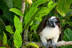Actividad - Aventura Natural en la Isla de los Monos y el Lago Gatún