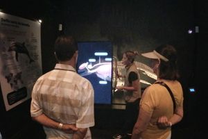 Actividad - Entrada al Museo Nacional de la Ballena en Mazatlan