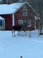Renta temporal - Charming Swedish cottage in dreamlike nature with lots of peace and quiet