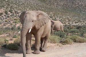 Actividad - Safari privado por los cinco grandes del Cabo y cata de vinos desde Ciudad del Cabo