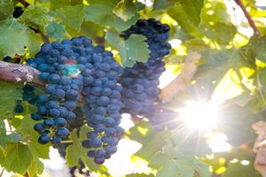Actividad - Saboree Barossa: Experiencia de Cata de Vinos - Tour en Grupo Pequeño