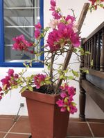 Alojamiento - BlueSky Arniston Boutique Guesthouse