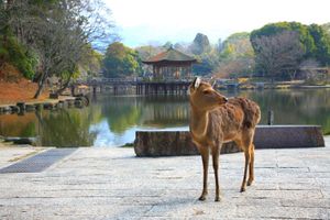 Actividad - Descubre Nara, Kioto, Kiyomizu-dera y Fushimi Inari desde Osaka