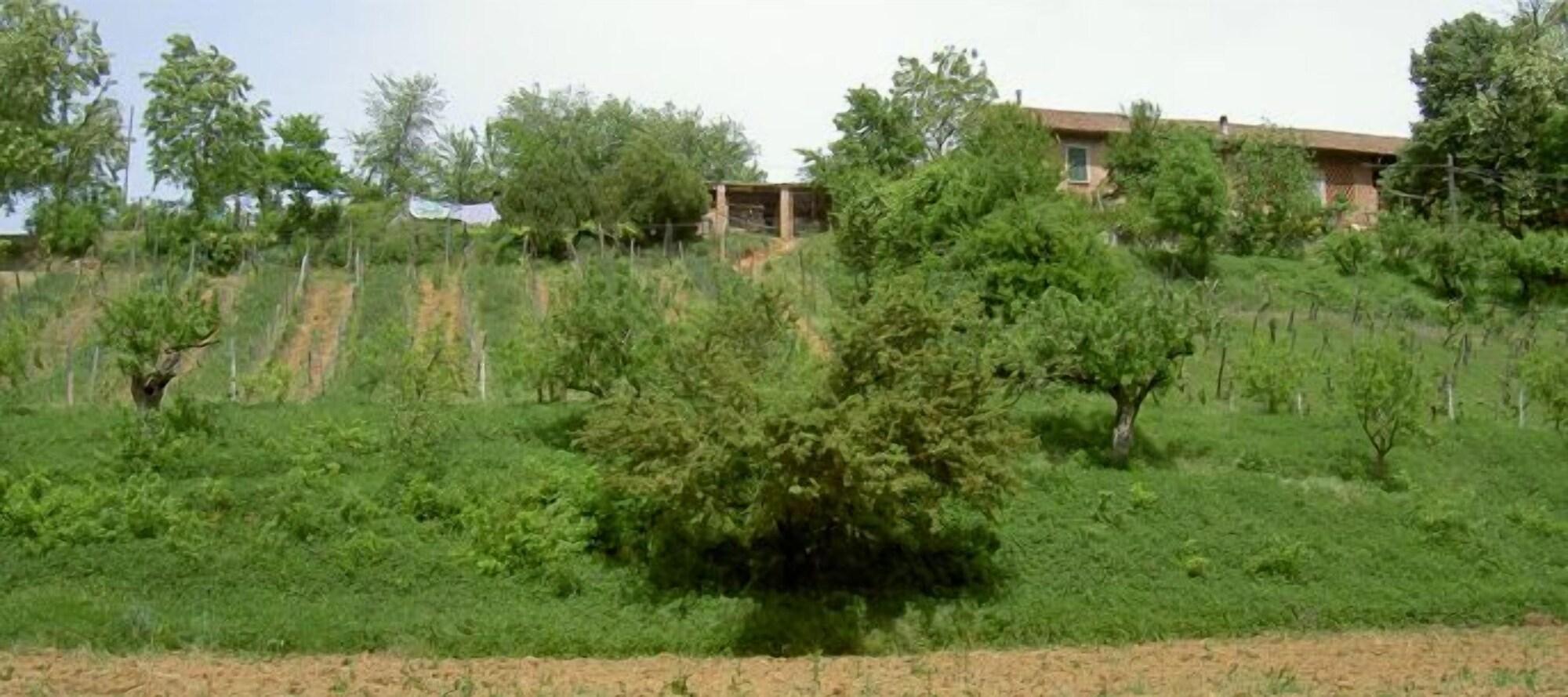 Vista Exterior Agriturismo Cascina degli Ulivi