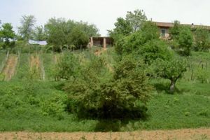 Alojamiento - Agriturismo Cascina degli Ulivi