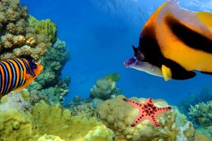 Activity - Great Barrier Reef Snorkeling Experience