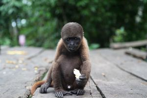 Actividad - PIK - Full Day Rio Amazonas & Isla de los Monos