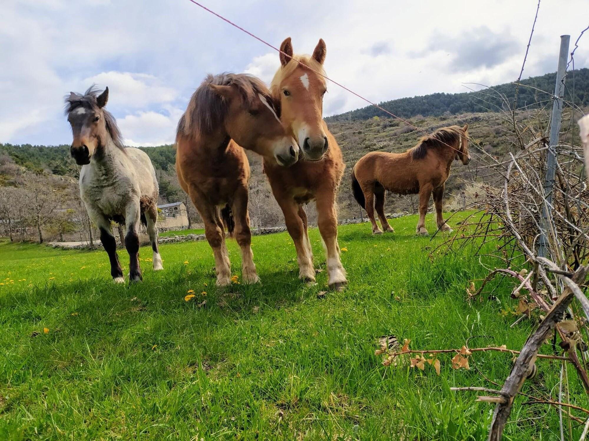 Gimnasio Hostal Pas de la Pera