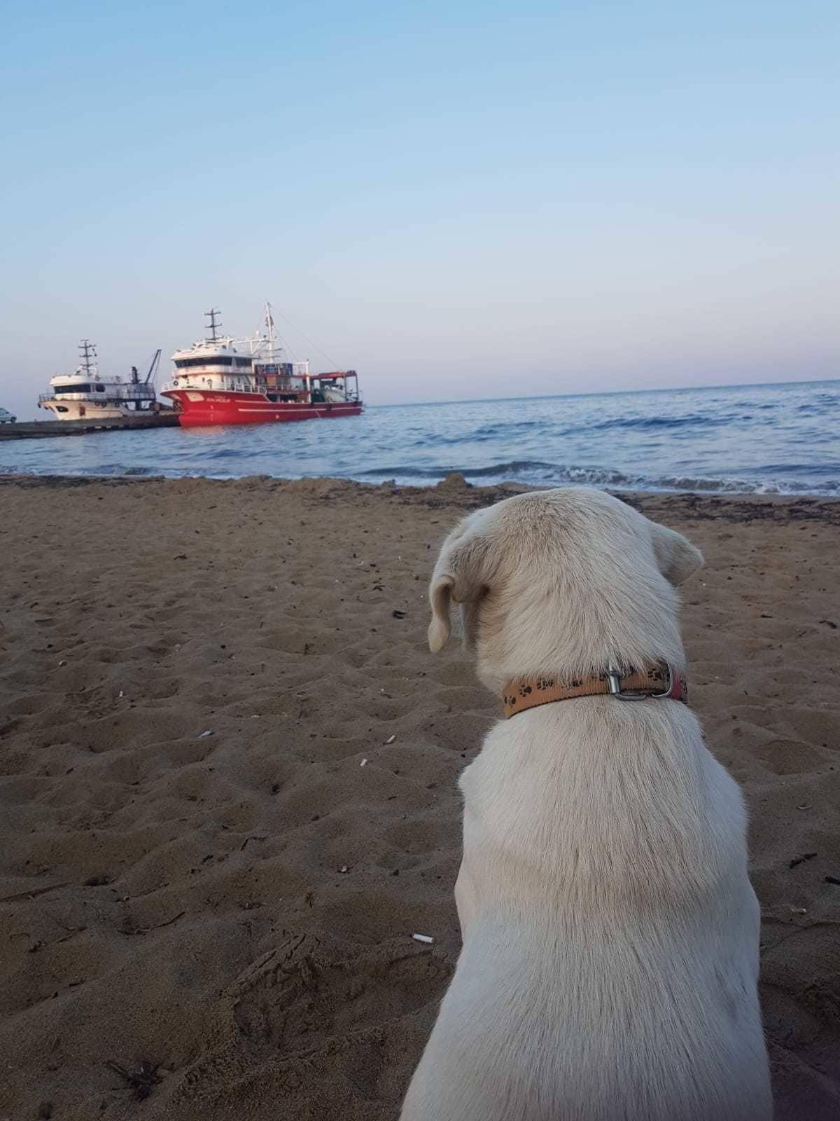 Playa Ede Apart Hotel