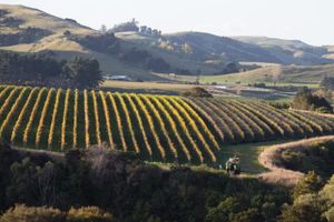 Passeio - Visita à adega de Martinborough 