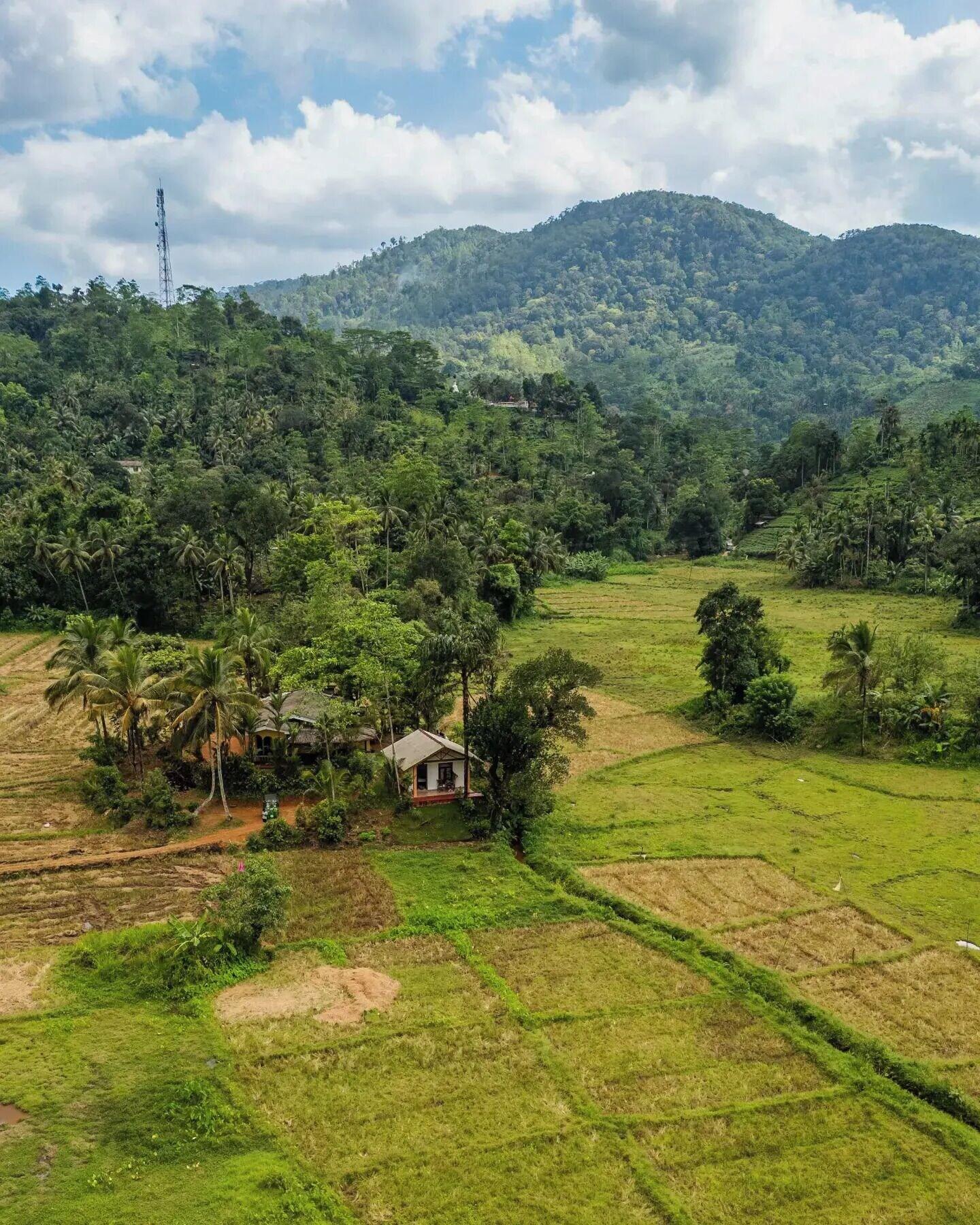 Varios Forest & Fields Sinharaja