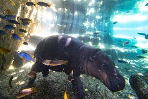 Actividad - Entrada Twin Siam Park y Loro Parque