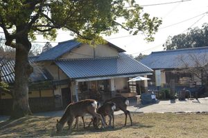 Alojamiento - The Deer Park Inn