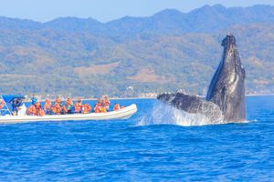 Actividad - Avistamiento de Ballenas