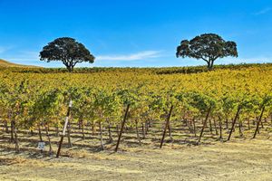 Arriendo temporal - Pleasant Valley Wine Trail Home - Near Paso Robles