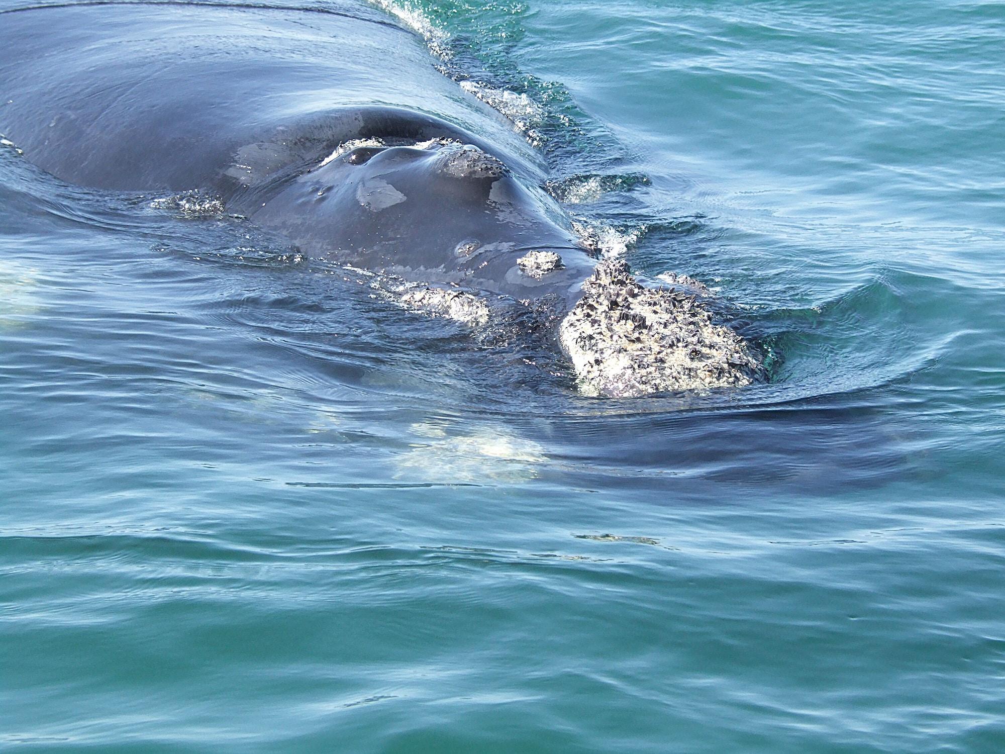 Instalaciones Recreativas Arniston Seaside Cottages