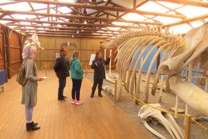 Actividad - Safari de ballenas