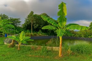 Alquiler Vacacional - Greenheart Garden View Camp Phuket