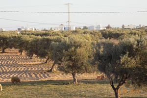 Alojamiento - House Dar Mamina