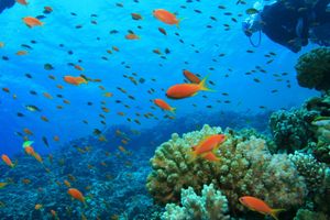 Activity - Beginners Diving Lesson in Menorca