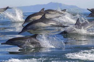 Actividad - Avistamiento de delfines en Tauranga