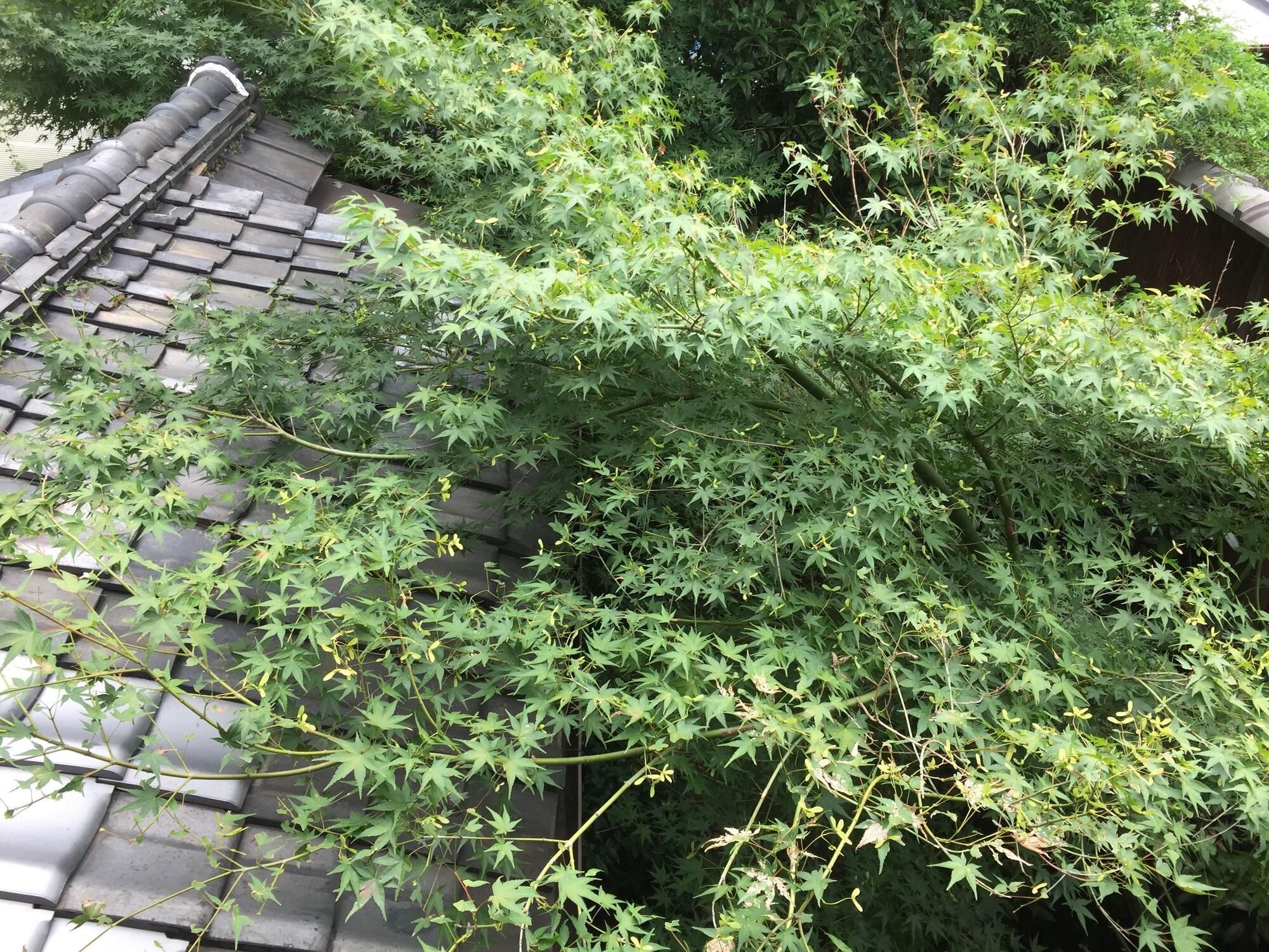 Vista Exterior Gallery Nozawa Inn