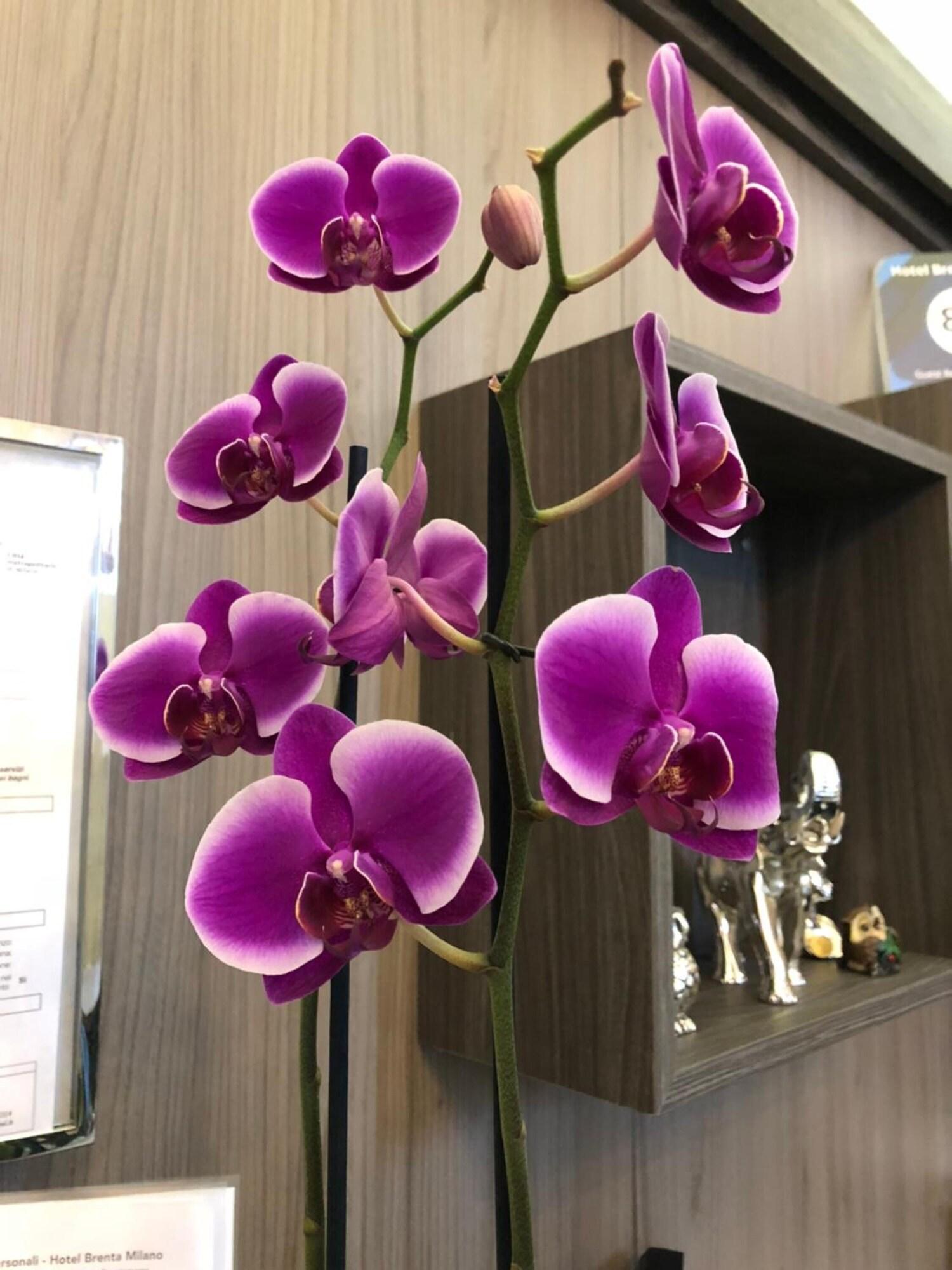 Spa Brenta Milano