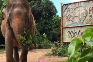 Actividad - Visita al santuario de elefantes de Pattaya por la mañana