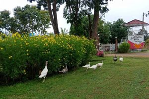 Alojamiento - Phuchandang Resort