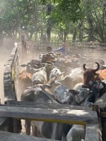 Alojamiento - Hato San Pablo