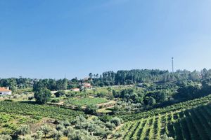 Alojamiento - Suites do Pinhal