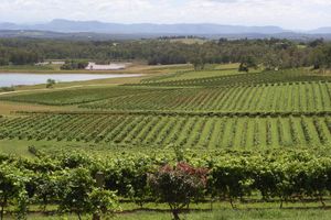 Actividad - Excursión de un día completo a Hunter Valley y cata de vinos en una bodega boutique