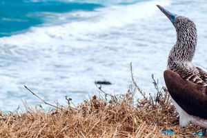 Actividad - Excursión a la Isla de la Plata