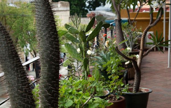 Casa Catrina