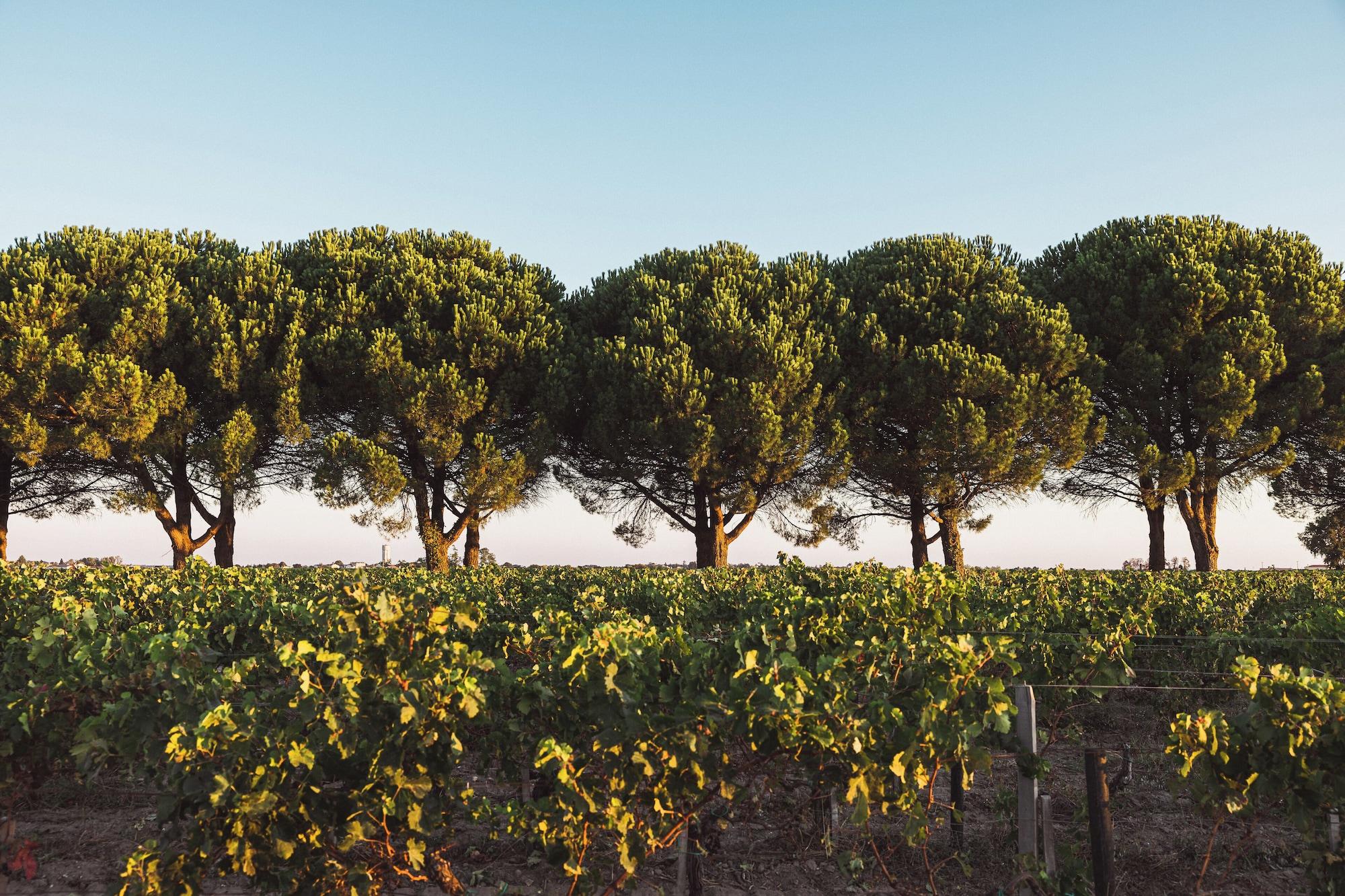 Vista Exterior Château Laffitte Carcasset