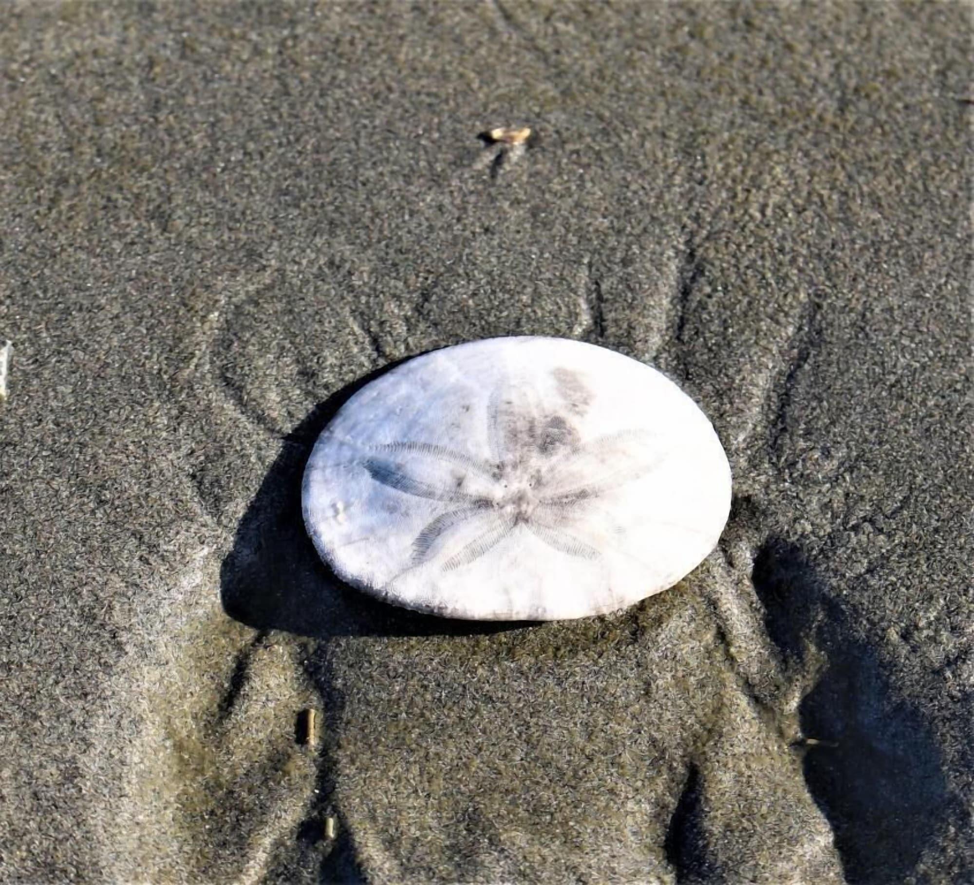 Varios The Lowtide Motel