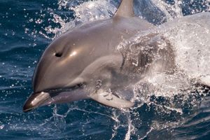 Actividad - Avistamiento de delfines y ballenas en catamarán