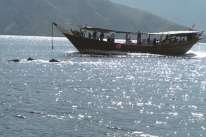 Actividad - Crucero de delfines Muscat