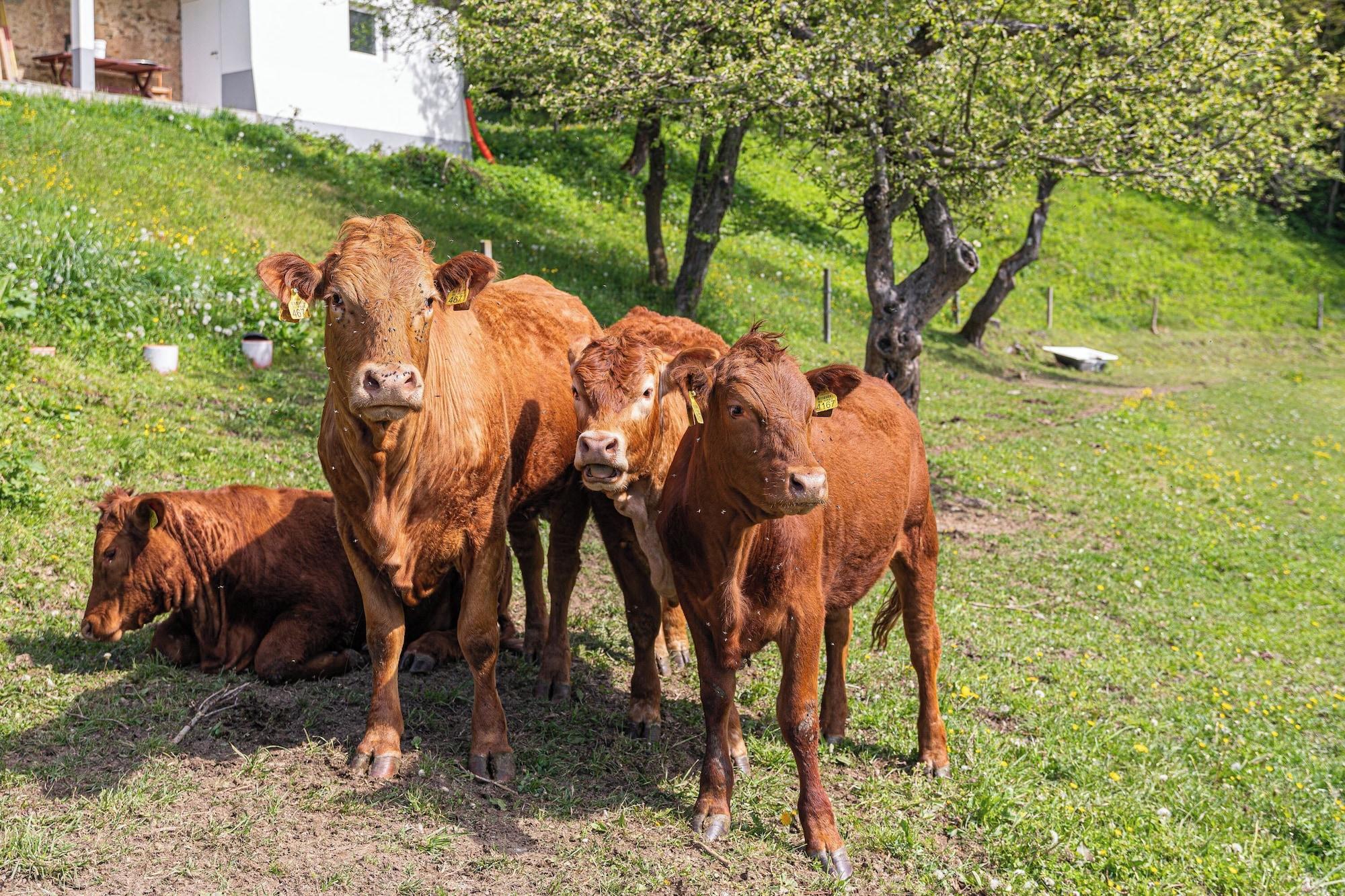 Varios Suite Alder embraced by nature