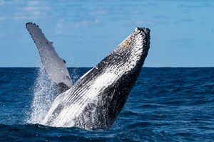 Actividad - Avistamiento de ballenas y Paseo al Arco